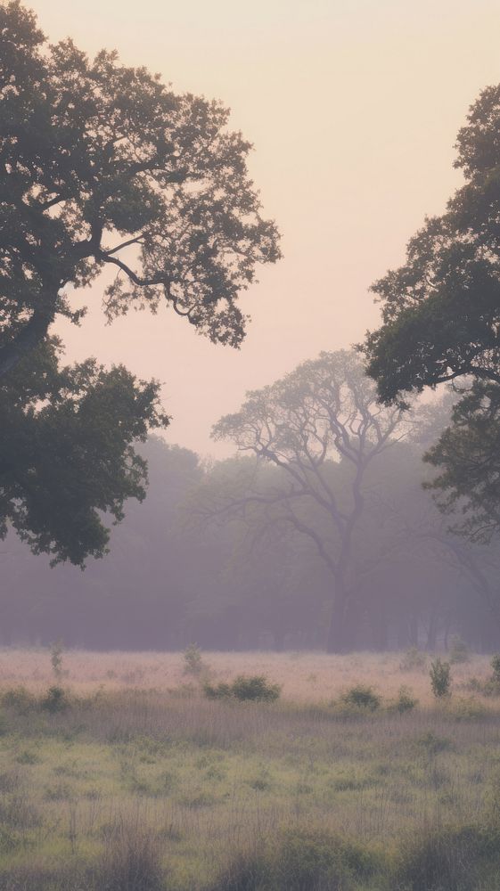 Aesthetic oak forest in dawn landscape wallpaper grassland outdoors nature.