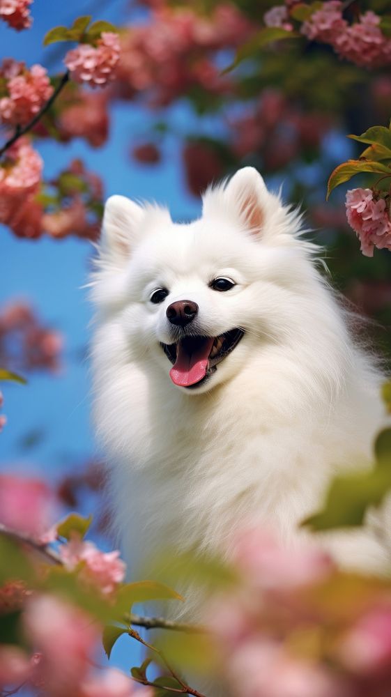 Dog outdoors blossom mammal.