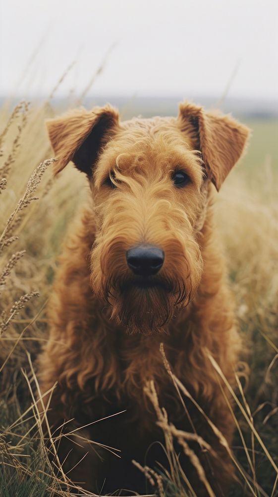 Terrier dog airedale mammal.