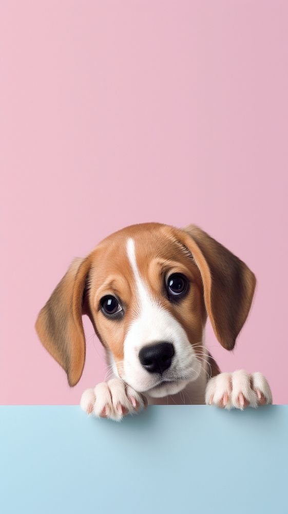 Beagle dog animal mammal.