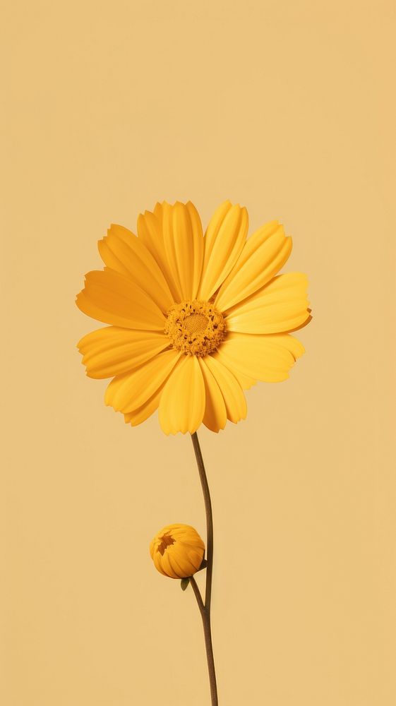 Flower yellow petal plant.