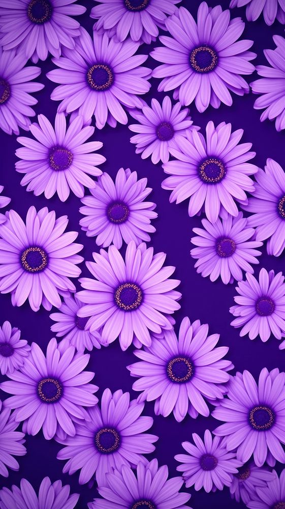 Purple daisy pattern background backgrounds flower petal.