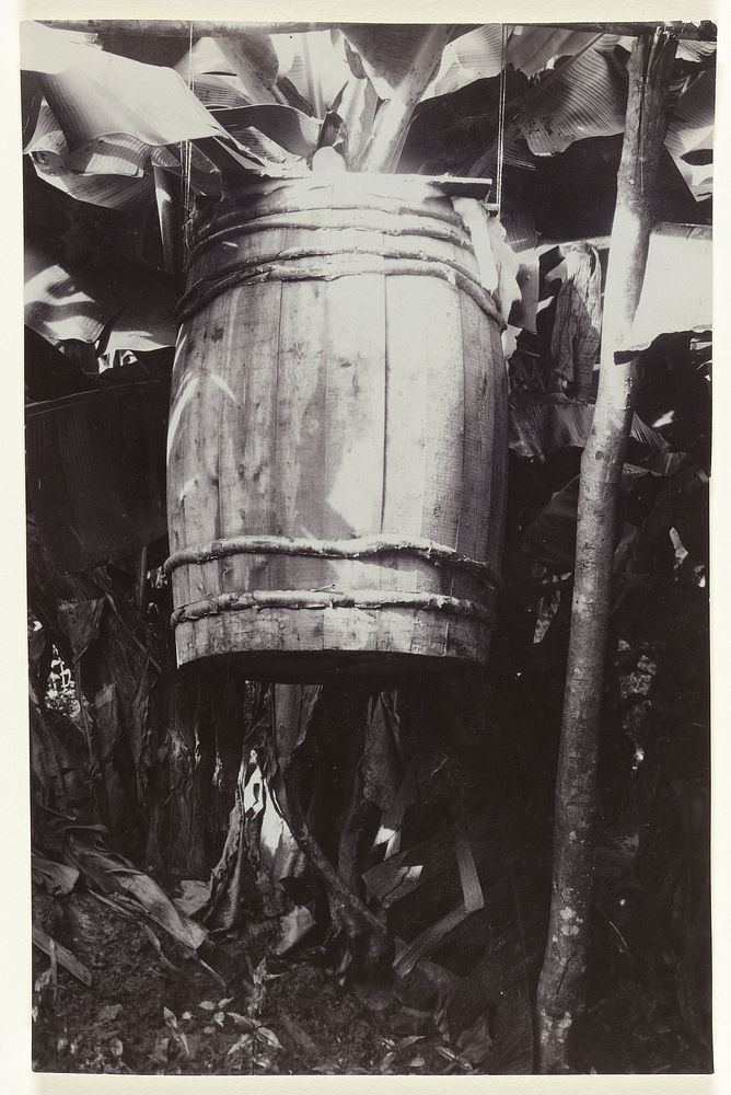 Ongediertebestrijding op bananenbomen op plantage Accaribo te Suriname (1916 - 1930) by Theodoor Brouwers