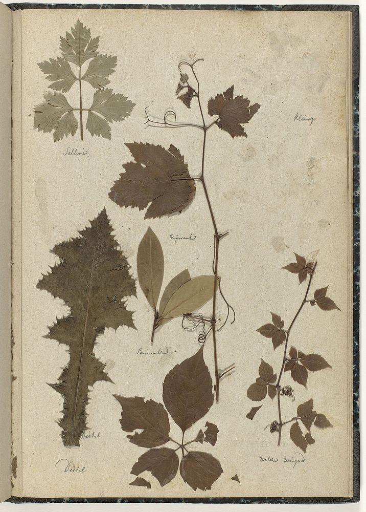 Bladeren van verschillende planten (c. 1866 - c. 1900) by P J Kool