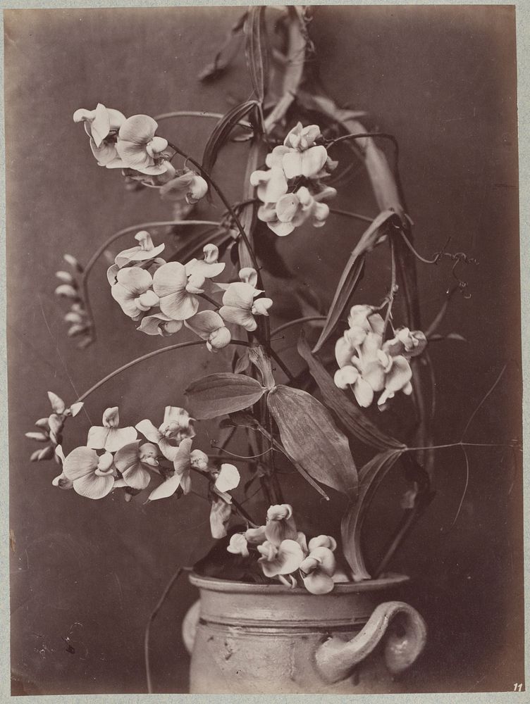 Bloemstudie in Keulse pot (c. 1875 - c. 1895) by Charles Aubry, A Calavas and Bolotte and Martin