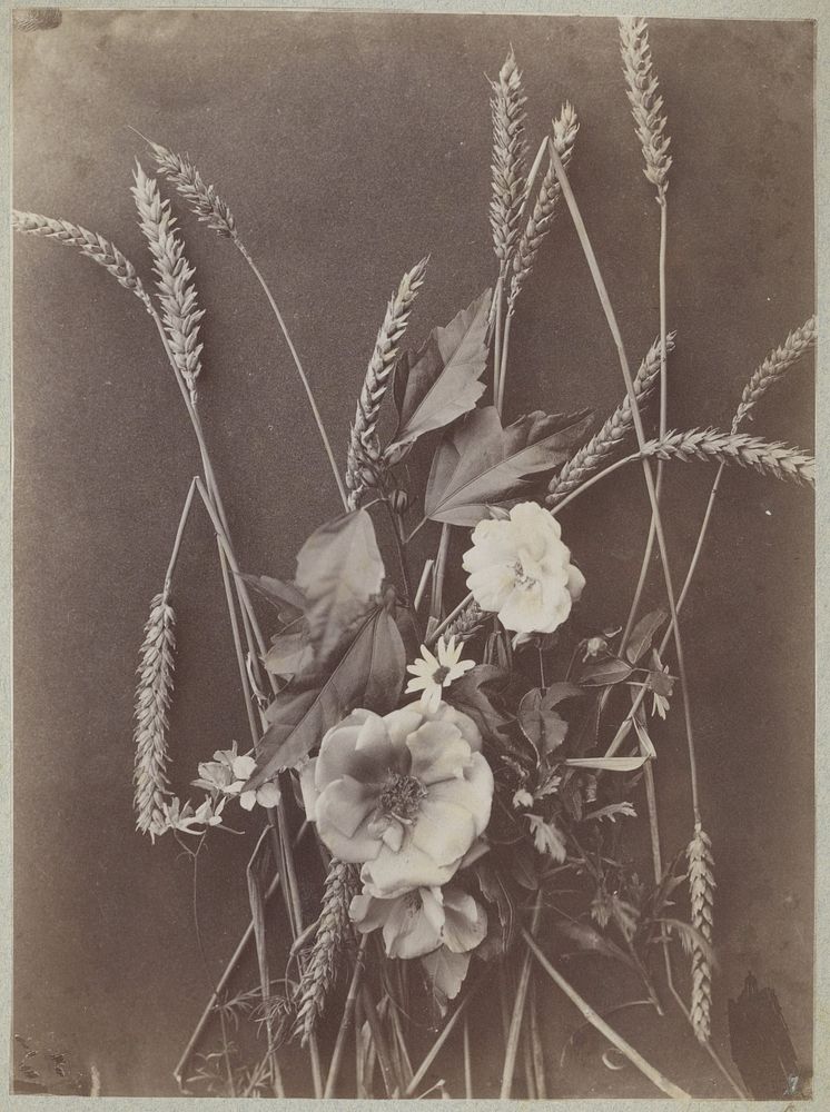 Bloemstudie met korenaren (c. 1875 - c. 1895) by Charles Aubry, A Calavas and Bolotte and Martin
