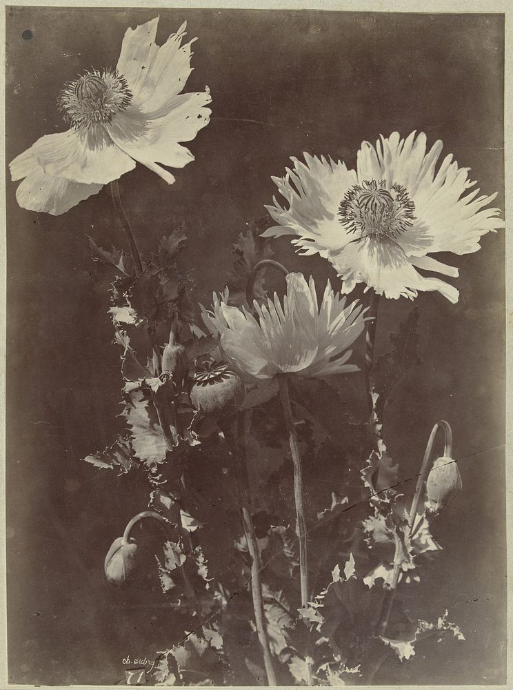 Bloemstilleven met papavers (1864 - 1872) by Charles Aubry
