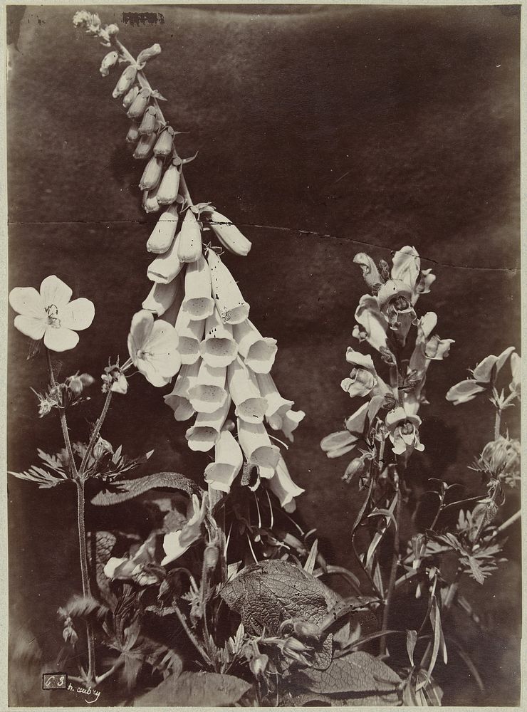Bloemstilleven met vingerhoedskruid (1864 - 1872) by Charles Aubry