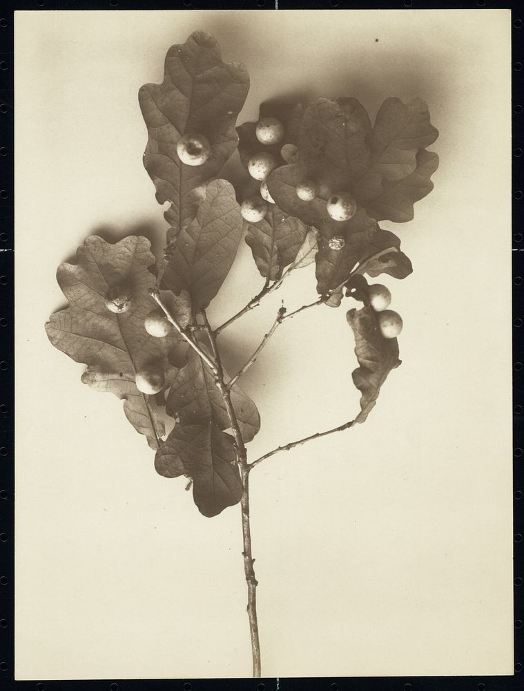 Takje met vrucht van een eik (1900 - 1930) by Richard Tepe
