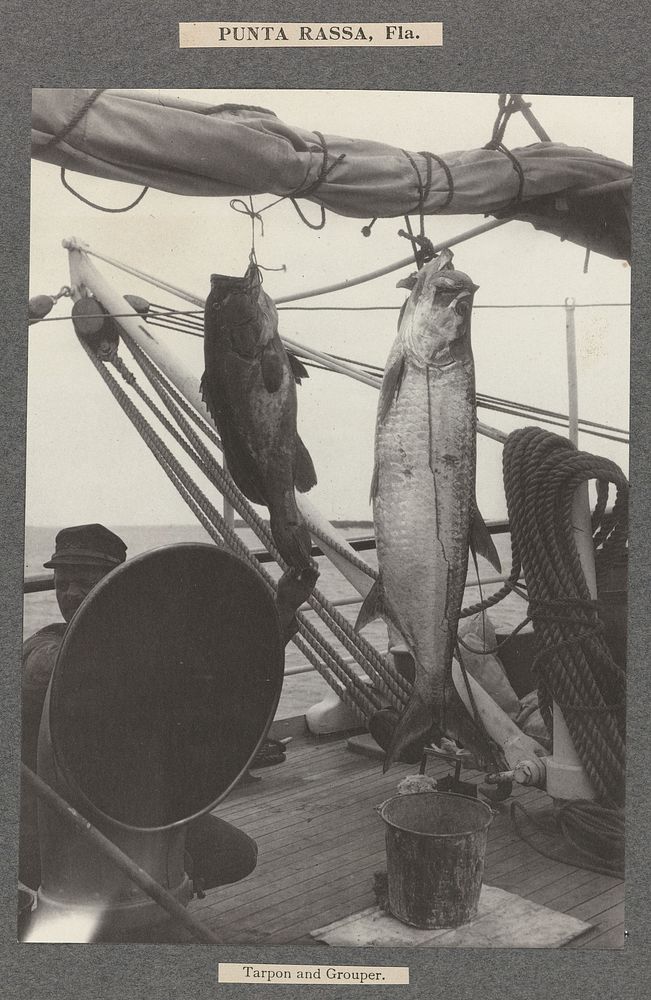 Tarpon en zeebaars hangend aan een mast van de Columbia (1900) by anonymous