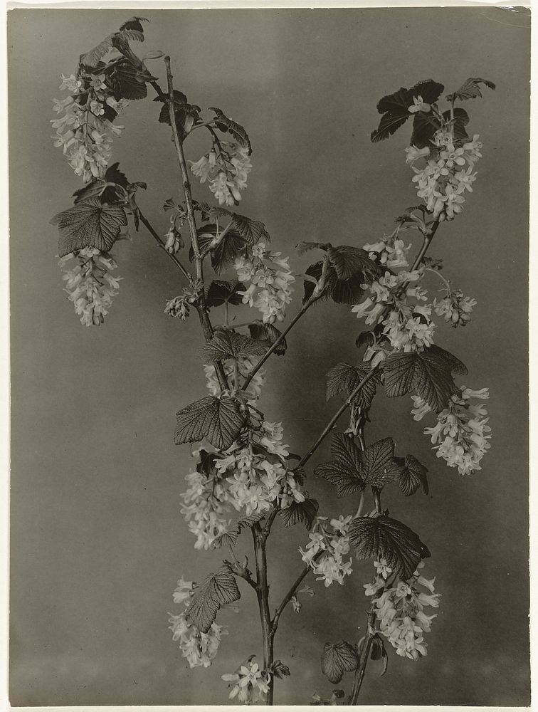 Tak Ribes Sanguineum tegen egale achtergrond (c. 1900 - c. 1940) by Richard Tepe