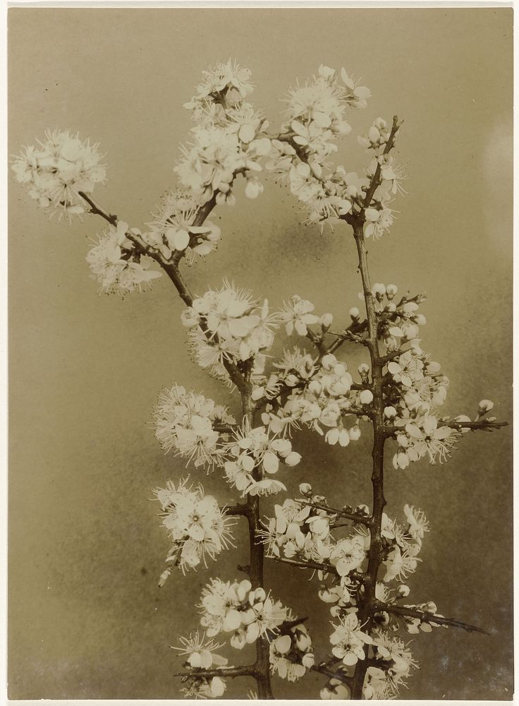 Sleedoorn bloesemtakken (c. 1900 - c. 1940) by Richard Tepe