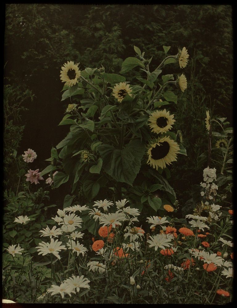 Tuin van het huis Kersbergen, Zeist, met onder andere zonnebloemen (c. 1914) by Lambertus Hendrik van Berk