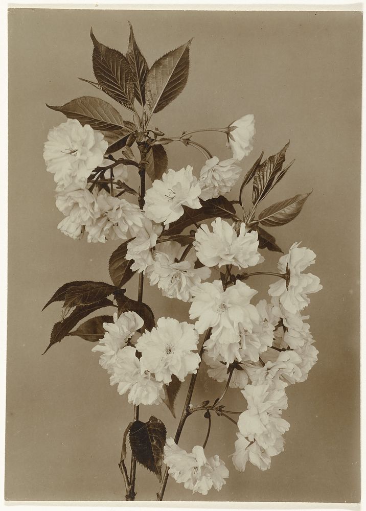 Takken met bloesem van een Japanse sierkers (c. 1900 - c. 1930) by Richard Tepe