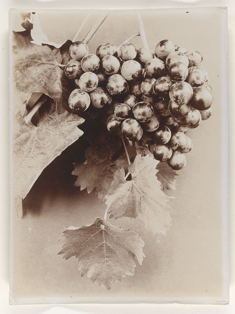 Druiven (c. 1900 - c. 1930) by Richard Tepe