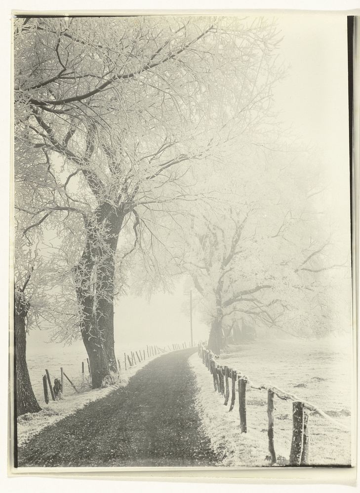 Landweg met bomen en telegraaflijnen onder de sneeuw (1900 - 1930) by Richard Tepe