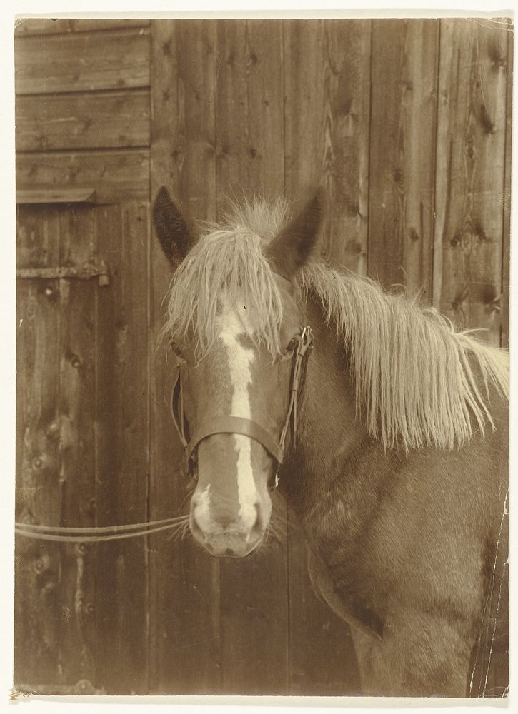 Hoofd van een paard (1900 - 1930) by Richard Tepe