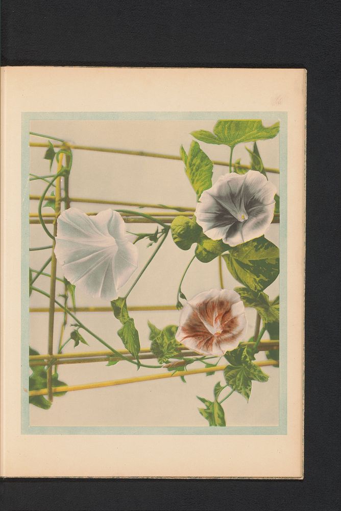 Ipomoea hederacea of ivy-leaved morning-glory (c. 1890 - in or before 1895) by Kazumasa Ogawa and Kazumasa Ogawa