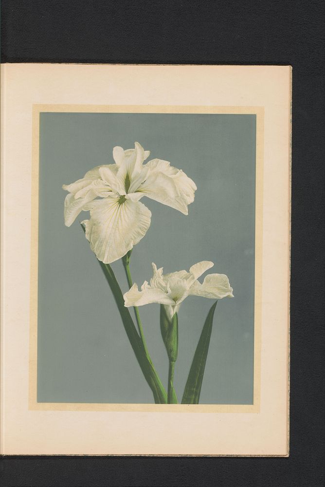 Iris laevigata of Japanse iris (c. 1890 - in or before 1895) by Kazumasa Ogawa and Kazumasa Ogawa
