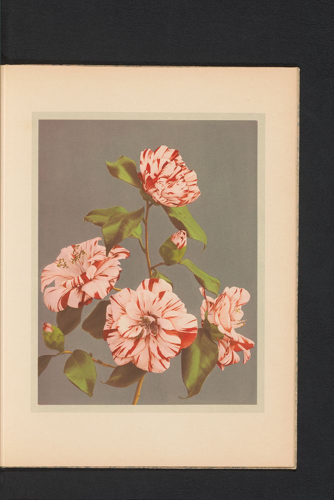 Camelia japonica of Japanse roos (c. 1890 - in or before 1895) by Kazumasa Ogawa and Kazumasa Ogawa