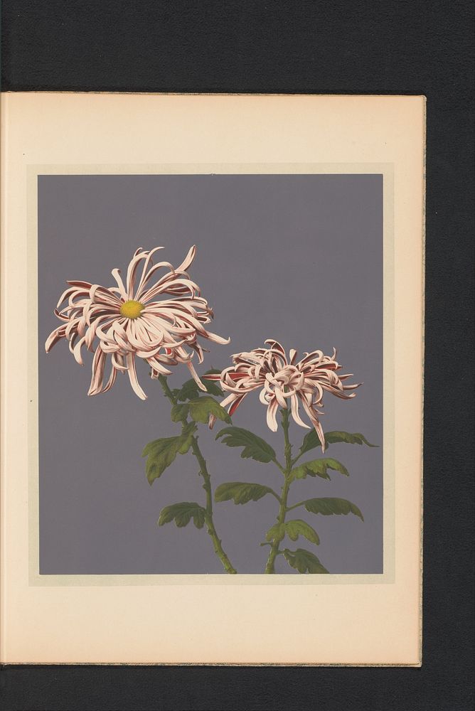 Chrysanthemum of chrysant (c. 1890 - in or before 1895) by Kazumasa Ogawa and Kazumasa Ogawa