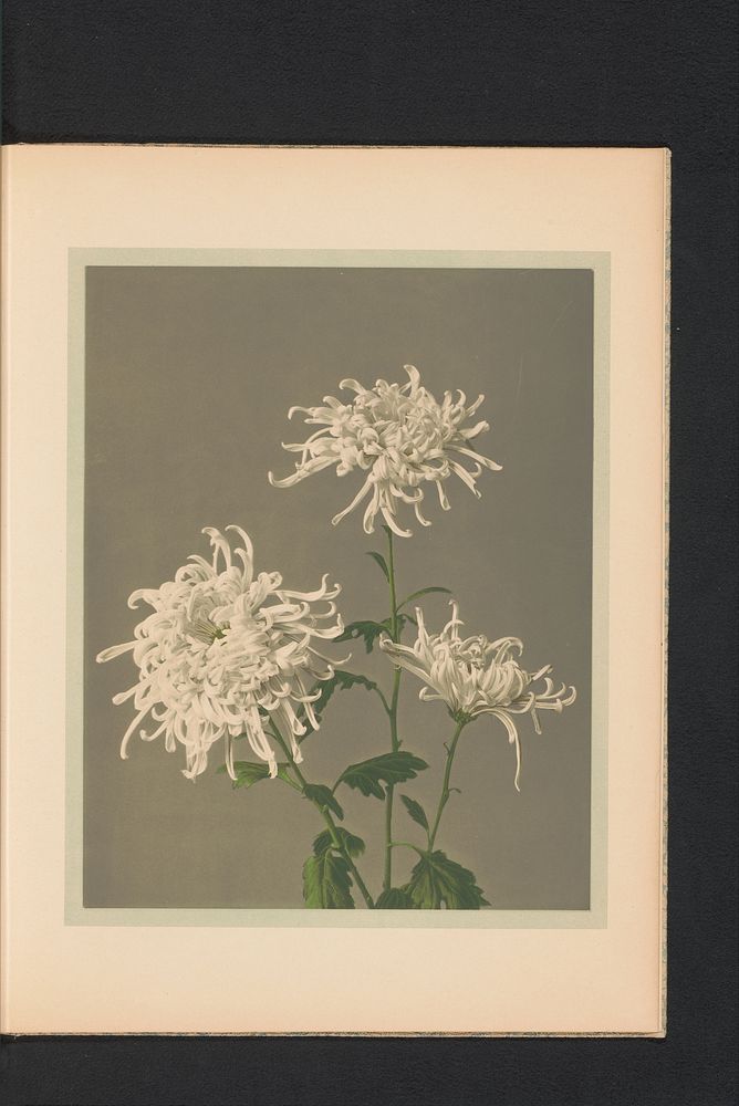 Chrysantemum of chrysant (c. 1890 - in or before 1895) by Kazumasa Ogawa and Kazumasa Ogawa
