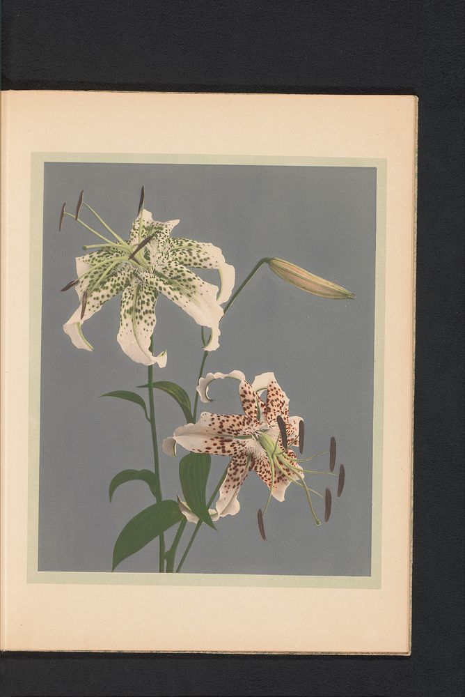 Lilium speciosum of Japanse lelies (c. 1890 - in or before 1895) by Kazumasa Ogawa and Kazumasa Ogawa