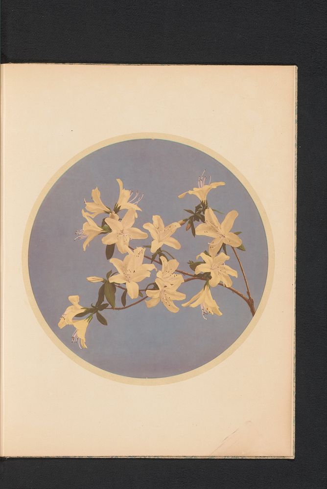 Rhododendron indicum (c. 1890 - in or before 1895) by Kazumasa Ogawa and Kazumasa Ogawa
