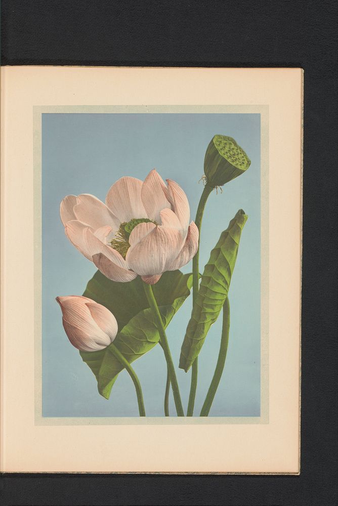 Nelumbo nucifera of Heilige lotus (c. 1890 - in or before 1895) by Kazumasa Ogawa and Kazumasa Ogawa