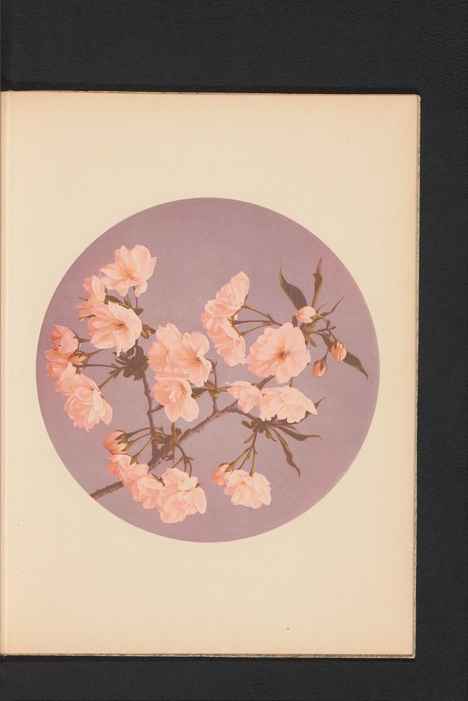Sakura of Kersenbloesem (c. 1890 - in or before 1895) by Kazumasa Ogawa and Kazumasa Ogawa