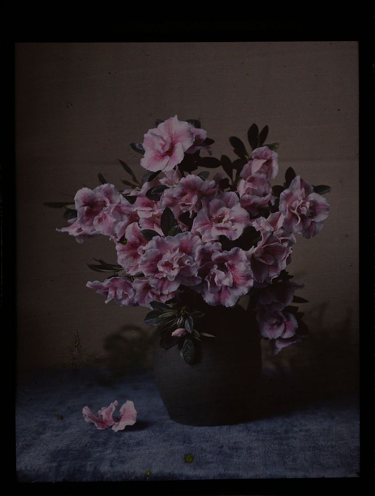 Bloeiende azalea in een pot (c. 1907 - c. 1935) by anonymous
