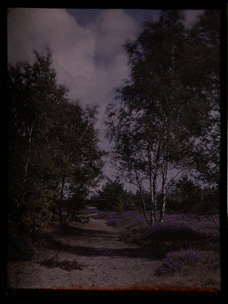 Landschap (c. 1907 - c. 1935) by anonymous