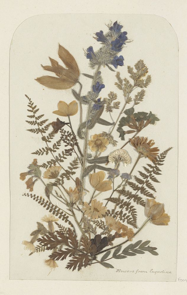 Collage van bloemen uit het Engadine (c. 1860 - c. 1890) by anonymous