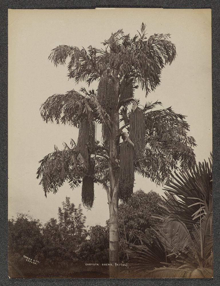 Suikerpalm (Caryota Urens), vermoedelijk op Ceylon (c. 1875 - c. 1880) by Charles T Scowen and Co