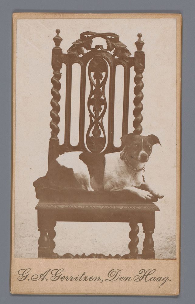 Portret van een hond op een stoel (1880 - 1914) by G A Gerritzen