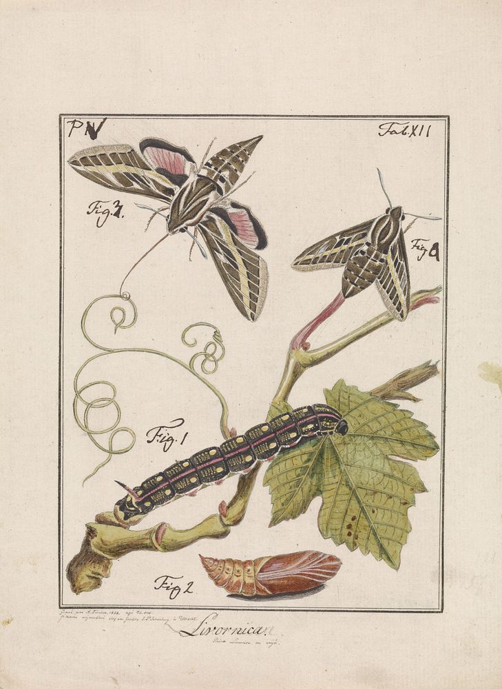 Van rups naar vlinder (1828) by Antoni Zürcher