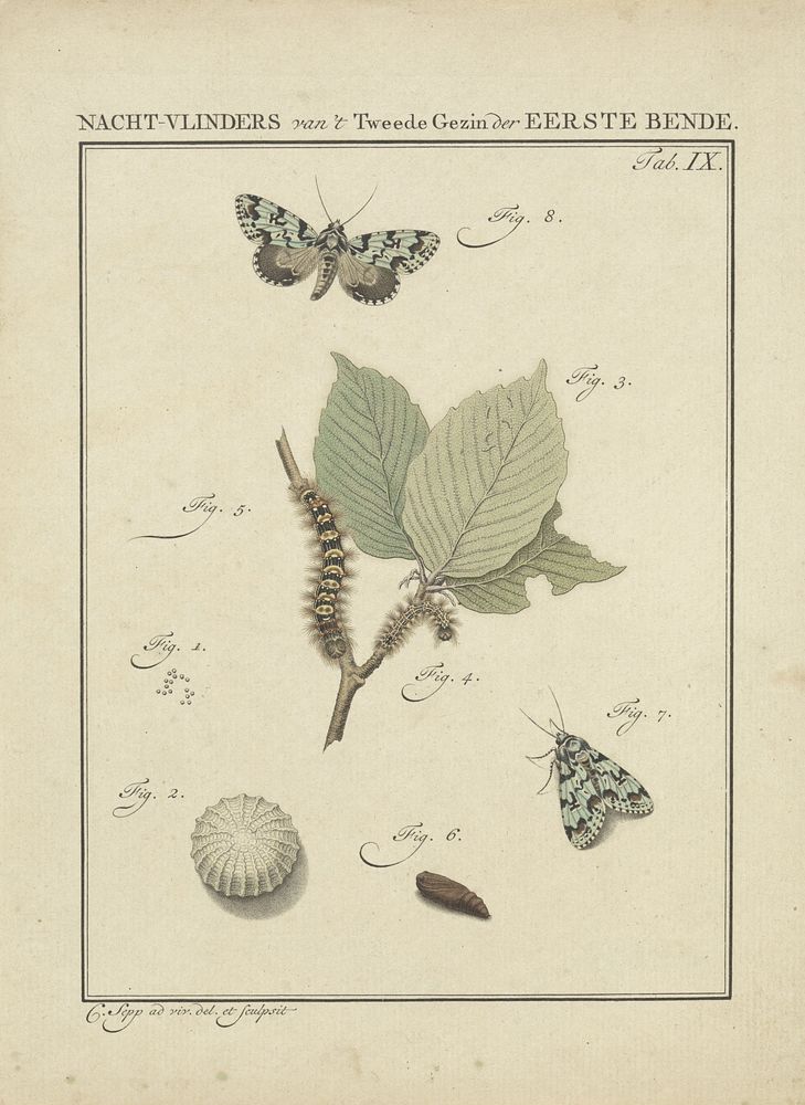 Nachtvlinders (1762) by Christiaan Sepp, Christiaan Sepp and Jan Christiaan Sepp