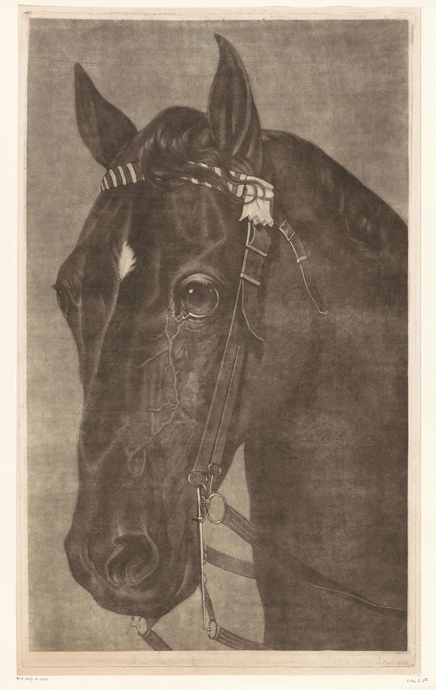 Kop van een paard met een hoofdstel (1796 - 1821) by James Newman Hodges and Guy Head