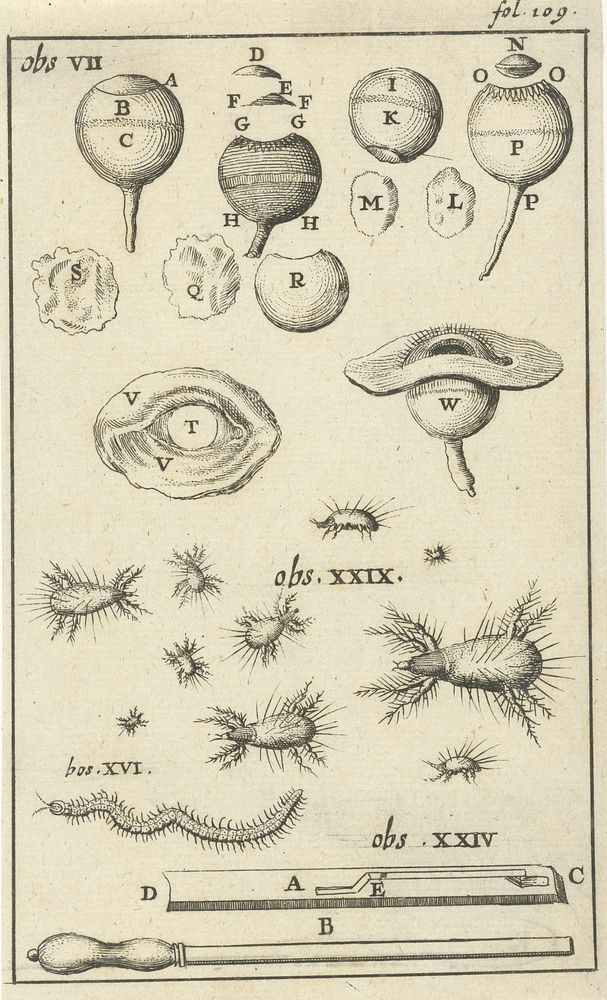 Anatomische afbeelding V (1680 - 1688) by Jan Luyken and Jan Claesz ten Hoorn