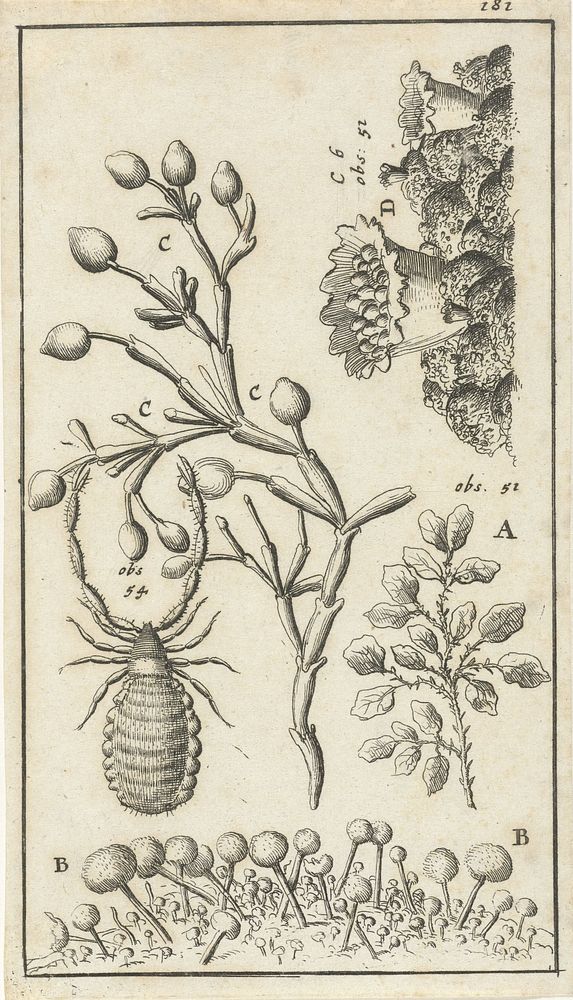 Anatomische afbeelding XVI (1680 - 1688) by Jan Luyken and Jan Claesz ten Hoorn