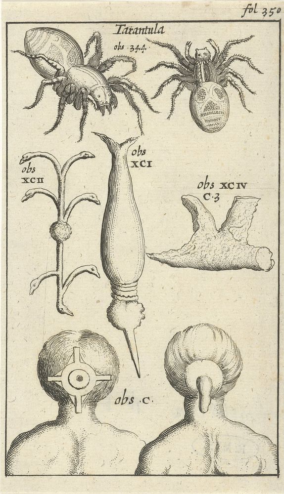 Anatomische afbeelding XII (1680 - 1688) by Jan Luyken and Jan Claesz ten Hoorn
