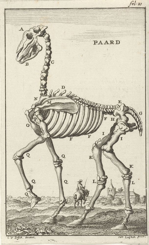 Geraamte van een paard (1680) by Jan Luyken, Cornelis van Dyk and Jan Claesz ten Hoorn