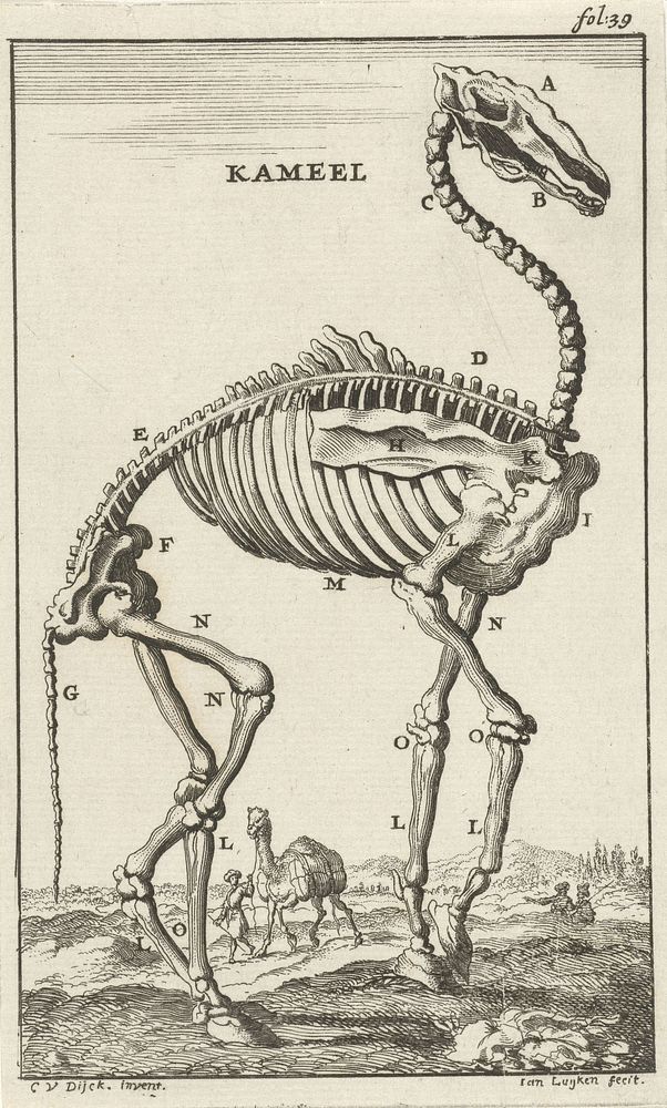 Geraamte van een kameel (1680) by Jan Luyken, Cornelis van Dyk and Jan Claesz ten Hoorn