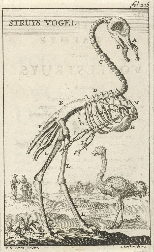Geraamte van een struisvogel (1680) by Jan Luyken, Cornelis van Dyk and Jan Claesz ten Hoorn