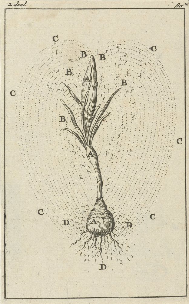 Afbeelding van de ontwikkeling van een krokus (1684) by Jan Luyken and Jan Claesz ten Hoorn