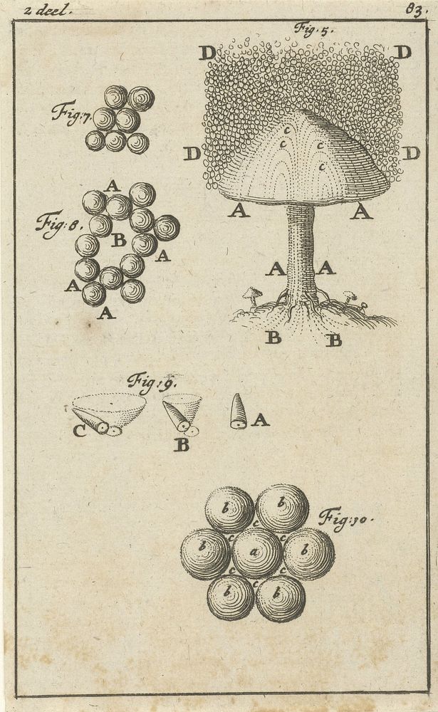 Vijf voorstellingen met betrekking tot paddestoelen (1684) by Jan Luyken and Jan Claesz ten Hoorn