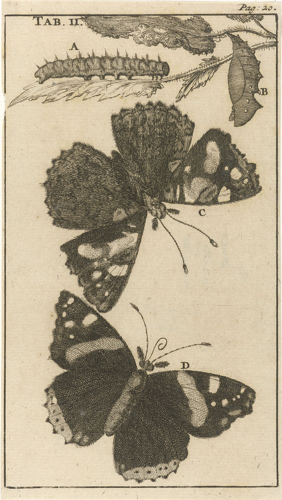 Rupsen, poppen en vlinders II (1680) by Jan Luyken and Jan Claesz ten Hoorn