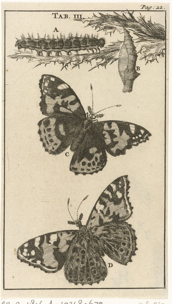 Rupsen, poppen en vlinders III (1680) by Jan Luyken and Jan Claesz ten Hoorn