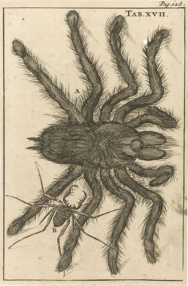 Spinnen XVII (1680) by Jan Luyken and Jan Claesz ten Hoorn