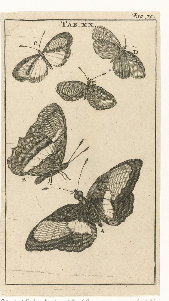 Vlinders XX (1680) by Jan Luyken and Jan Claesz ten Hoorn